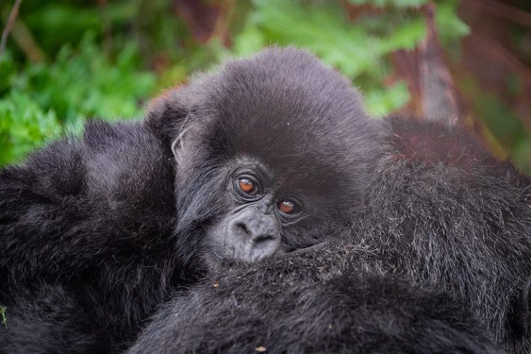 1 Day Uganda Gorilla Trekking Safari