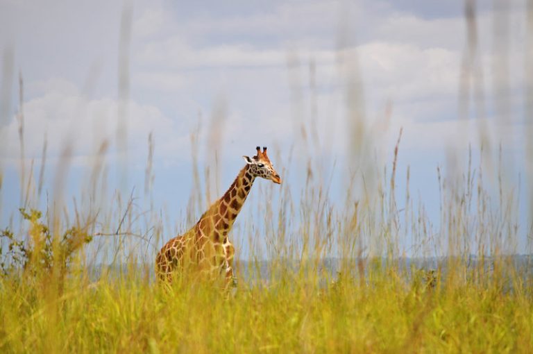 10 Days Uganda Gorilla & Wildlife Safari Tour