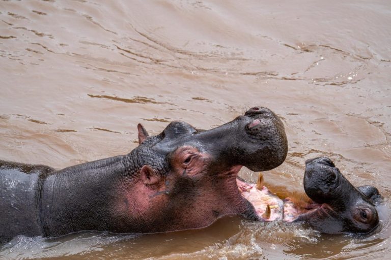 15 Days Best of Uganda Safari