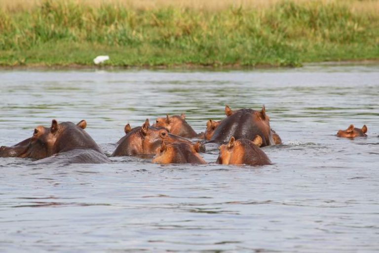15 Days Uganda Wildlife & Primate Safari