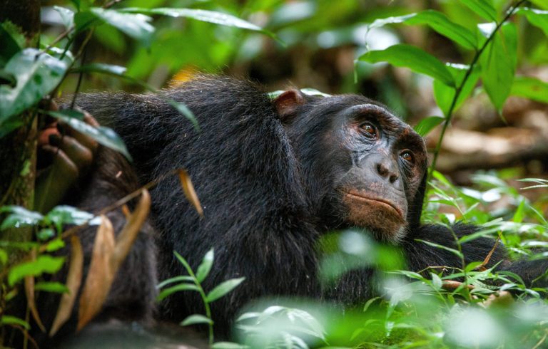 3 Days Chimpanzee Tracking Uganda