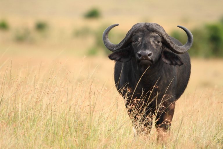 3 Days Kidepo Wildlife Safari