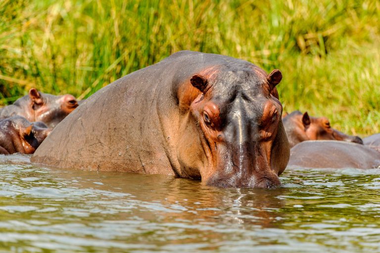3 Days Queen Elizabeth Safari Uganda
