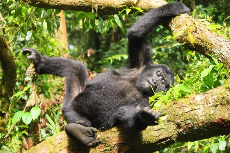 4 Days Double Gorilla Safari