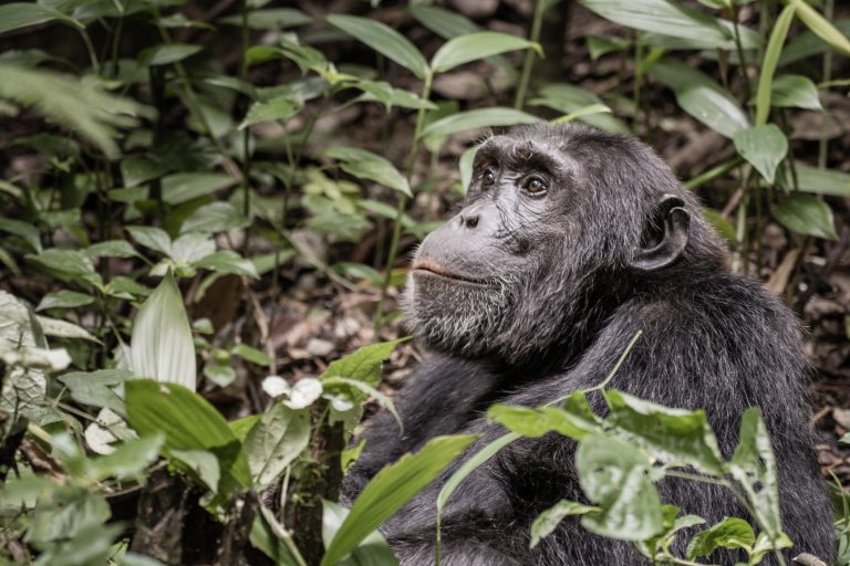 4 Days Gorilla and Chimpanzee Safari in Africa