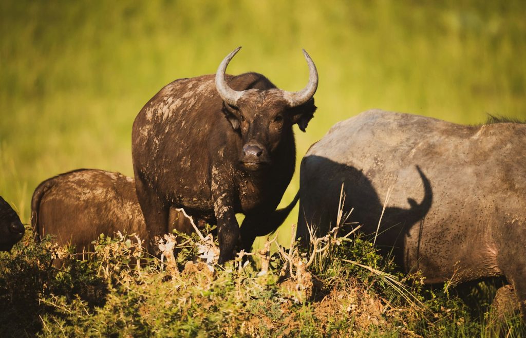 Cape buffalo herd on the plain
