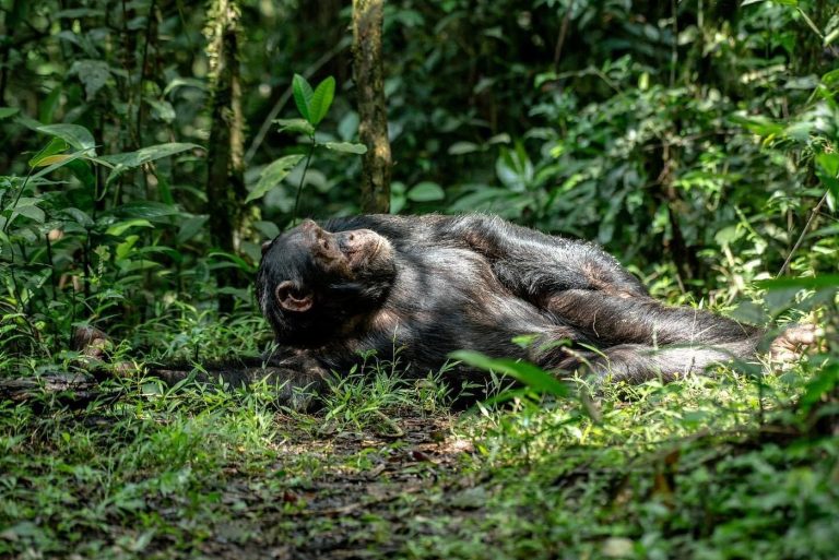 Chimpanzee Tracking Adventure
