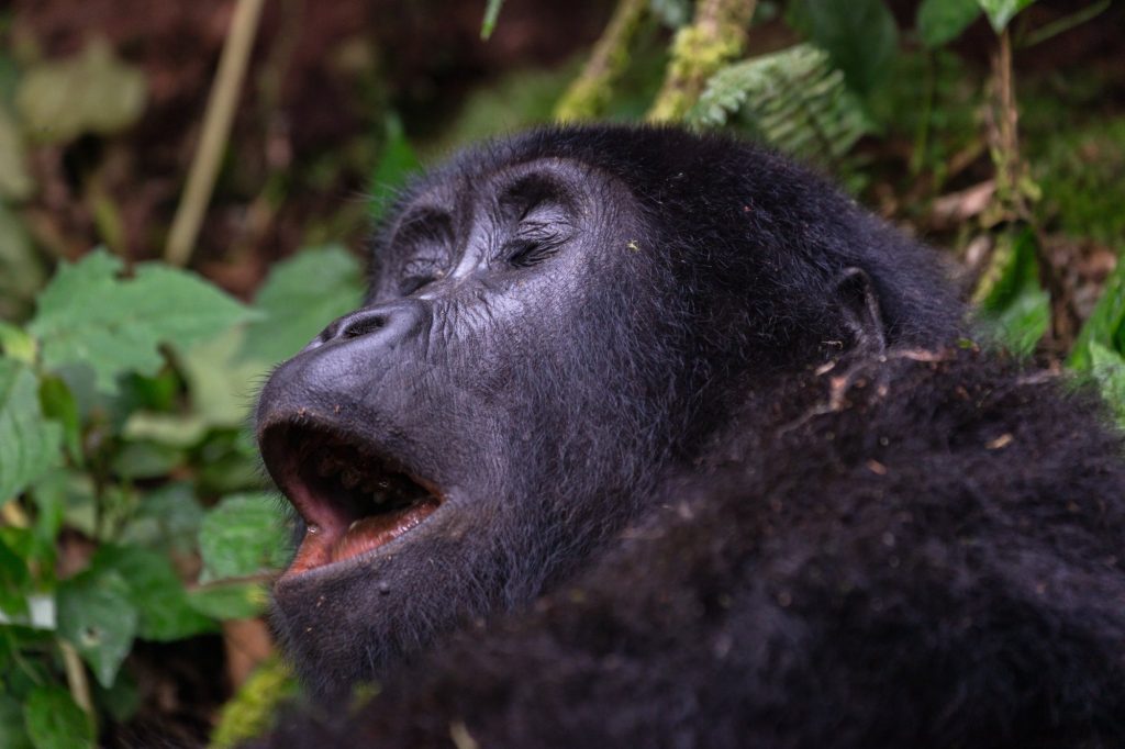 A mountain gorilla with its mouth open among dense foliage in Bwindi Impenetrable National Park