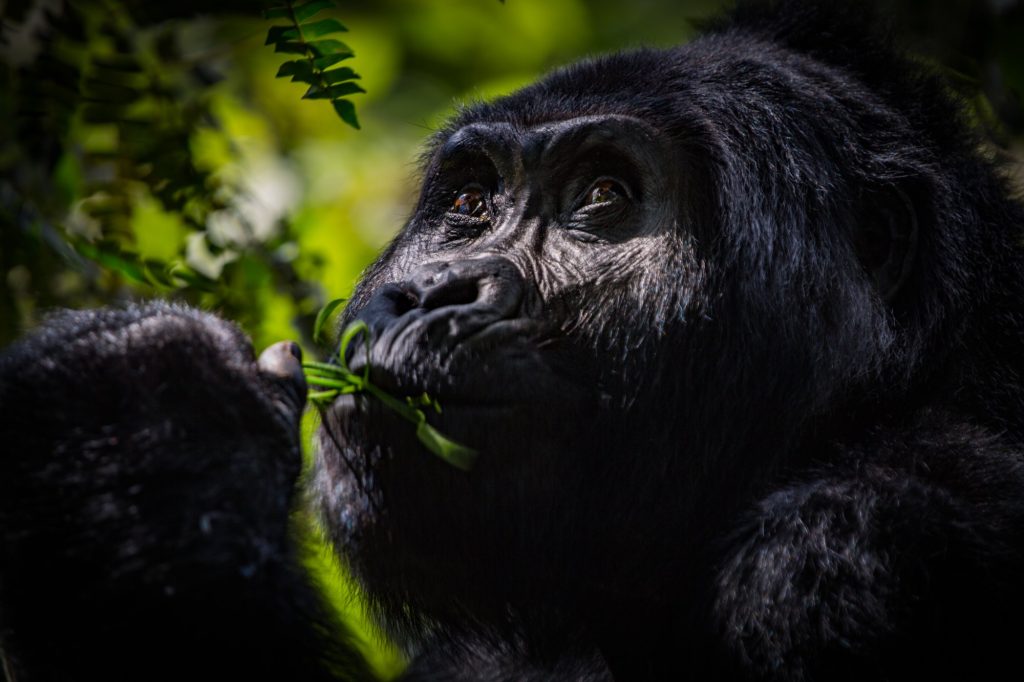 A mountain gorilla of the Rushegura group feeding among green leaves in Bwindi Impenetrable National Park