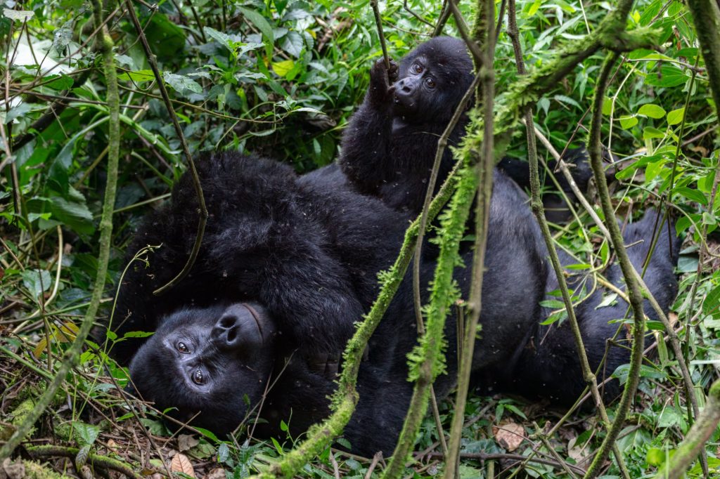 Two mountain gorillas resting together in thick vegetation in Bwindi Impenetrable National Park