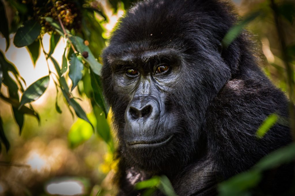 A mountain gorilla of the Rushegura group looking out through leaves in Bwindi Impenetrable National Park
