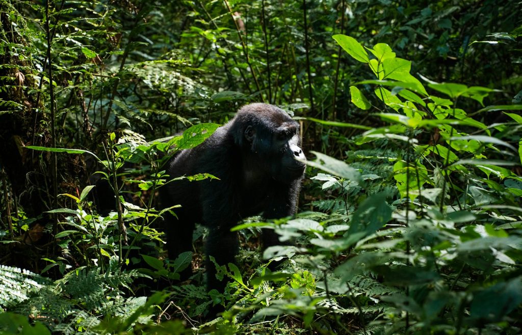 Mountain gorilla in the dense forest of Bwindi
