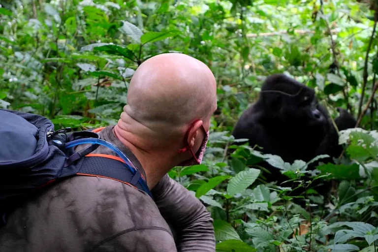 Gorilla Trekking Safari