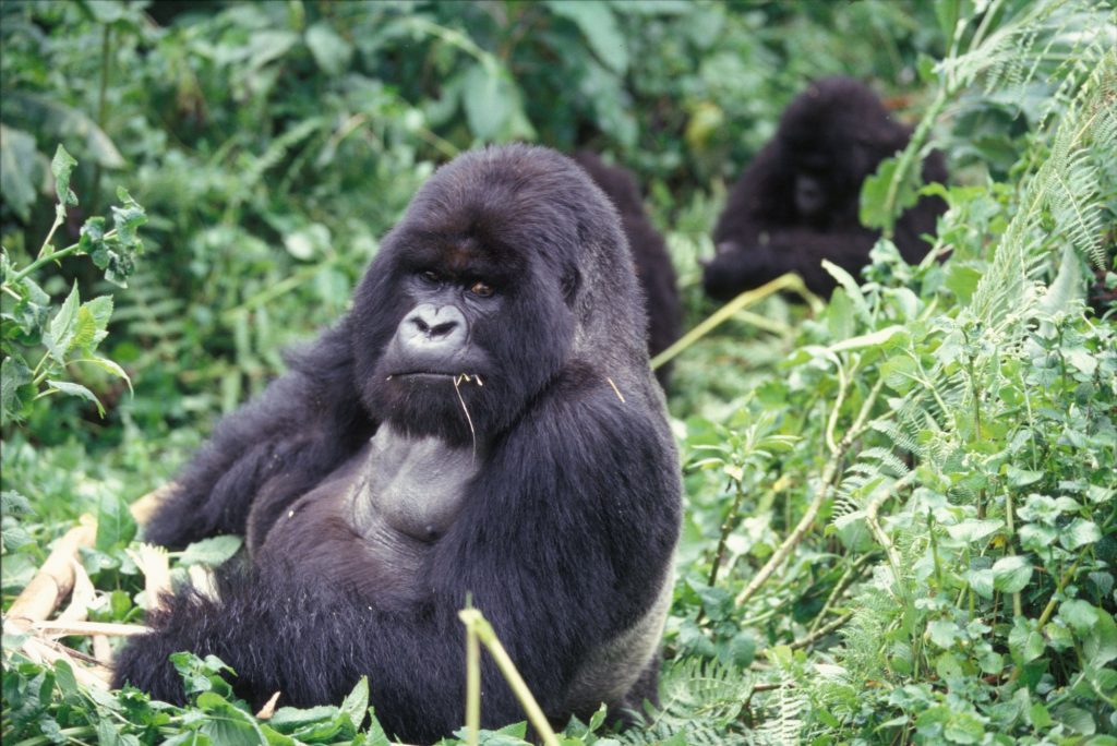 Mountain gorilla family group feeding in dense forest vegetation