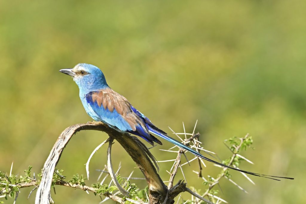 A blue and rufous roller with long trailing tail streamers perched on a bare thorn branch against an out-of-focus green background