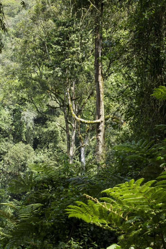 Tall rainforest trees and tree ferns crowding a steep green slope in Bwindi Impenetrable National Park