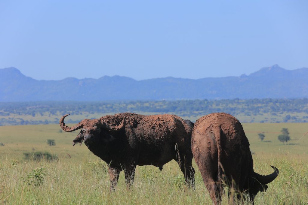 Two buffalo caked in dried red mud standing in green grassland, with a low mountain range behind them under a clear sky