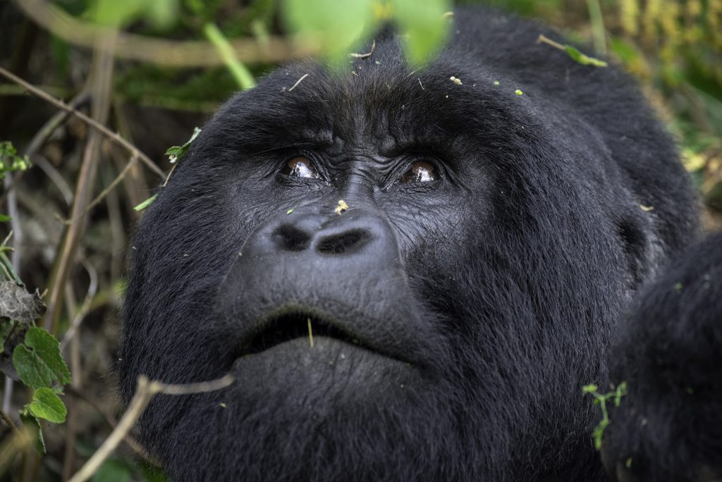 Close portrait of an adult mountain gorilla looking upward, face and shoulders filling the frame, forest stems behind
