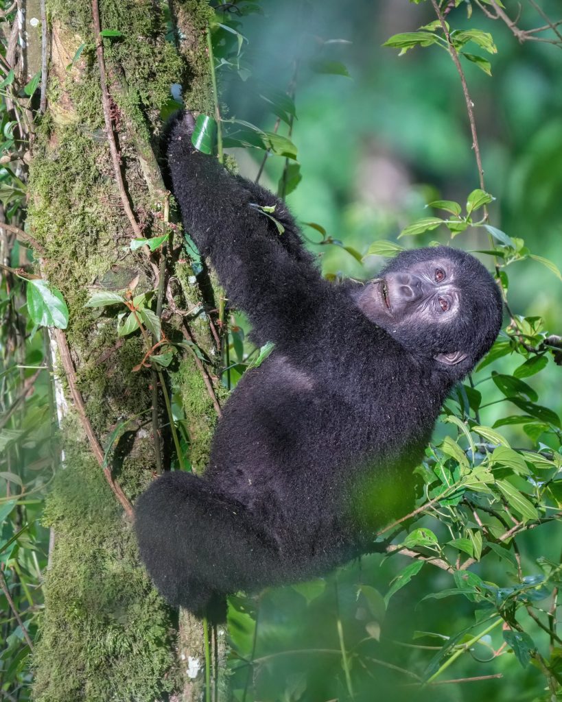 A mountain gorilla climbing a slender tree among green leaves in Bwindi Impenetrable Forest National Park