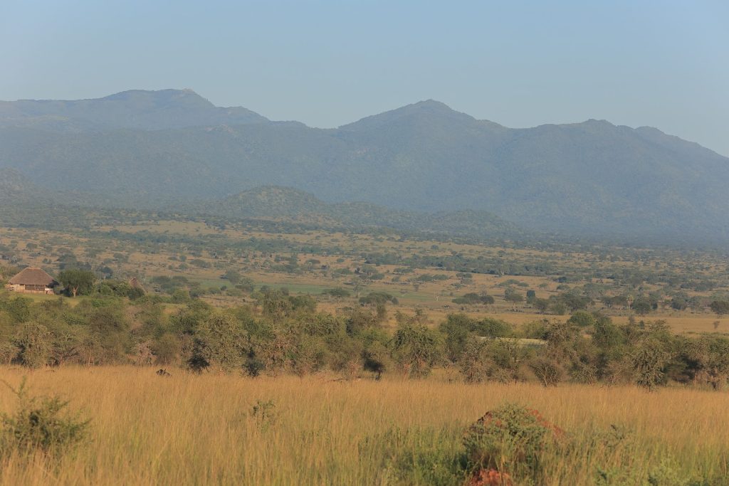 A wide empty valley of golden grass and scattered thorn trees with a single thatched building at the left edge and a long wooded mountain range behind