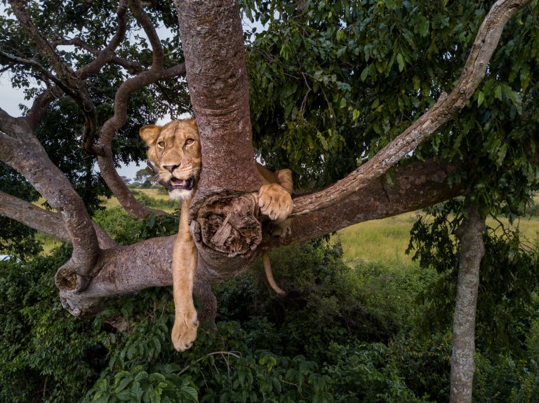 3 day Queen Elizabeth Uganda Safari