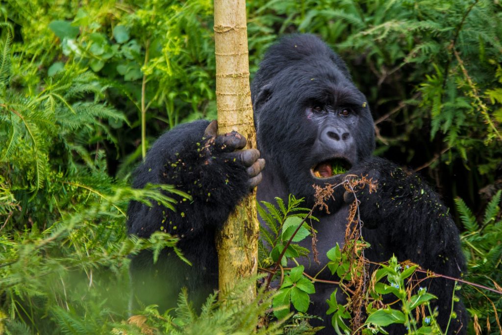A mountain gorilla sits in dense green forest undergrowth, holding a bamboo stem in one hand and chewing a mouthful of leaves.
