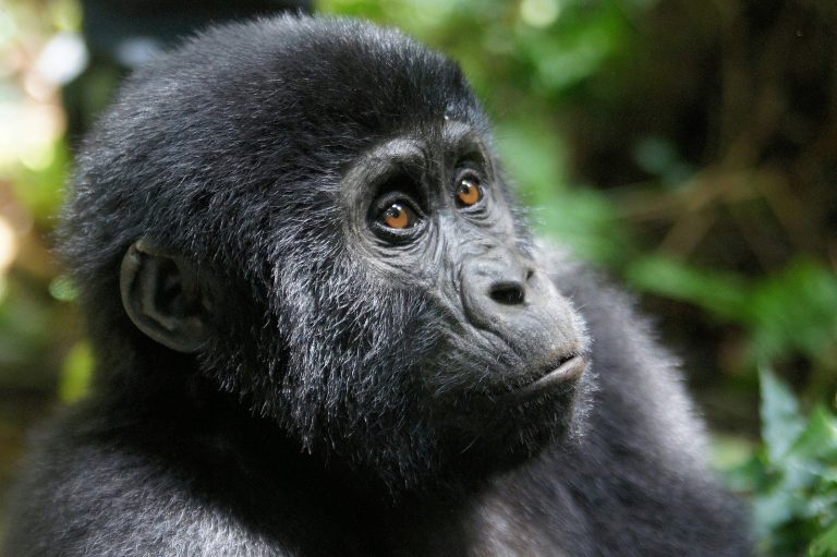 4 Days Uganda Gorilla and Wildlife Safari