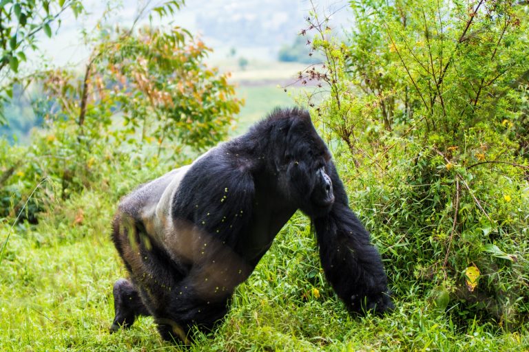 6 Days Uganda Gorilla Tracking Safari