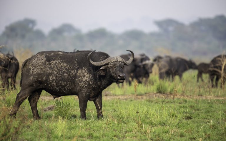 6 Days Uganda Safari, Gorillas, Wildlife & Chimps