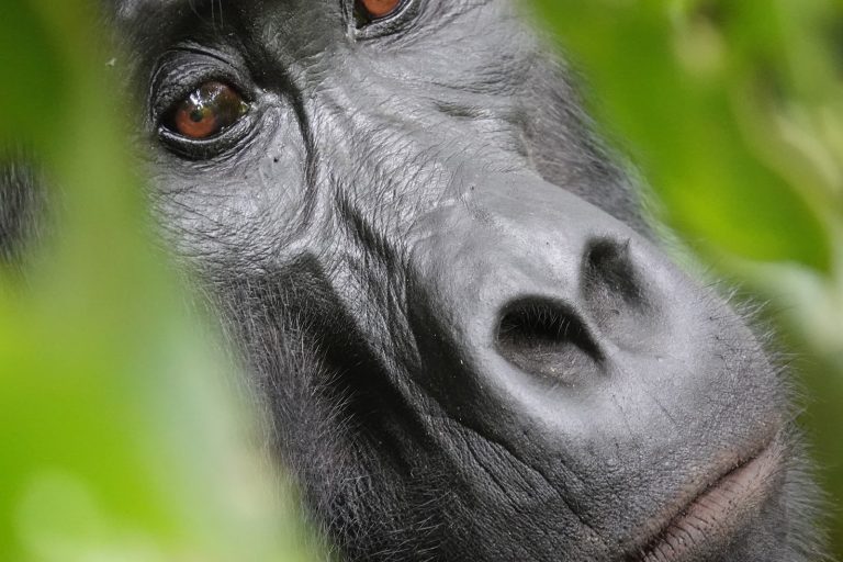 7 Days Uganda Safari, Gorillas, Wildlife & Chimps