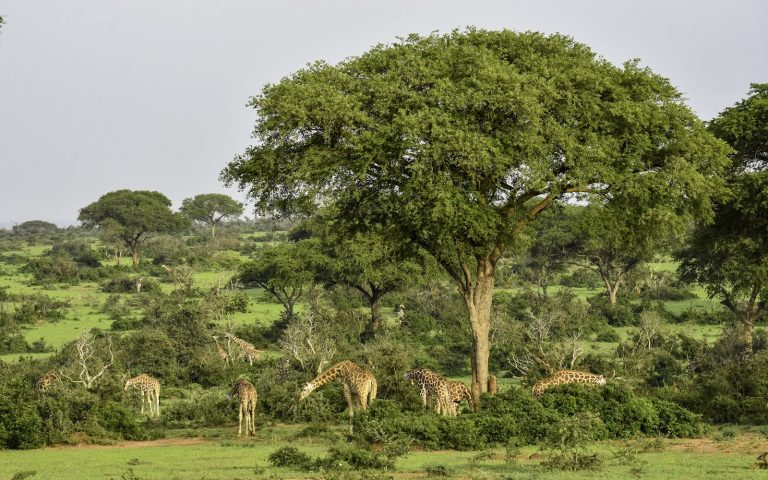 9 Days Uganda Safari Covering The Best Parks
