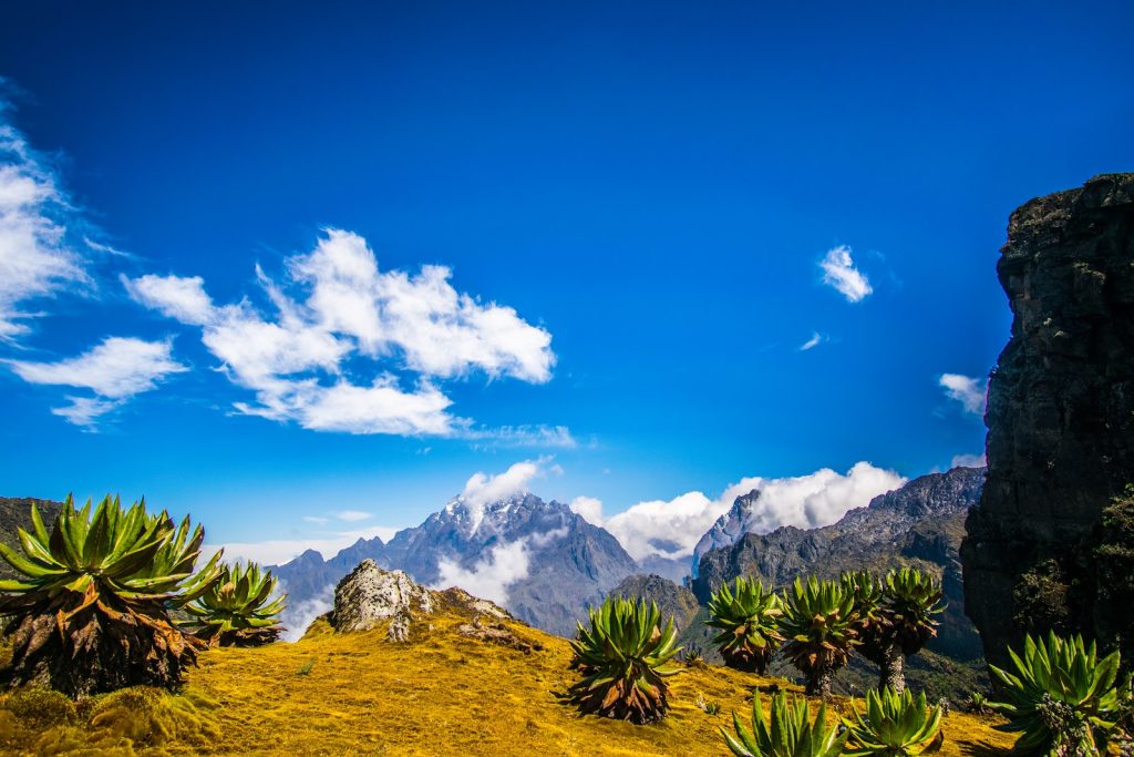 High in the Rwenzori Mountains: giant groundsel plants with spiky rosettes standing on a golden tussock slope, a snow-streaked rock peak behind them and deep blue sky above.