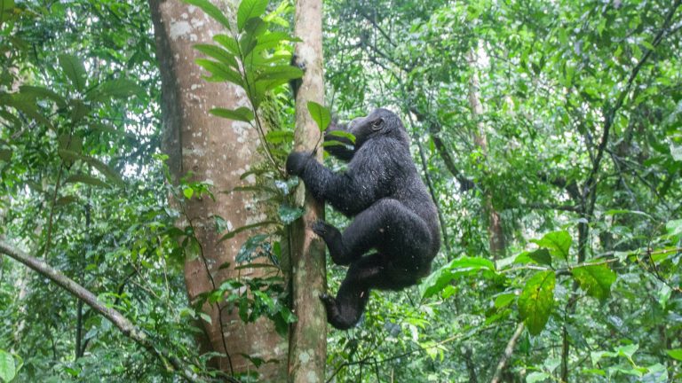 11 Days Uganda Primates Safari