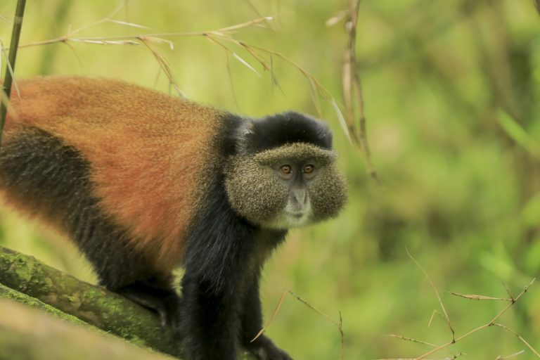 4 Days Uganda Golden Monkey Trek