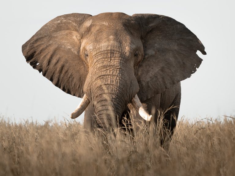 15 Days Uganda Safari