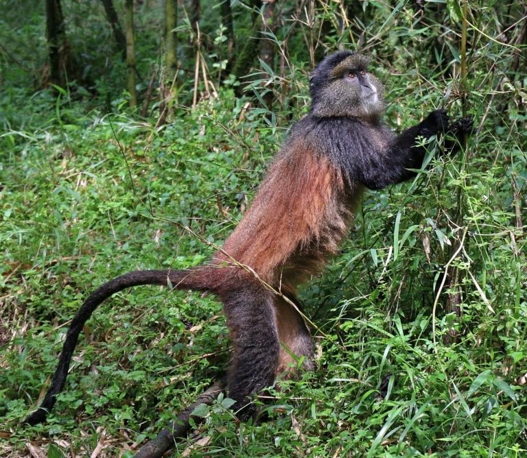 4 Days Golden Monkey Trekking in Uganda