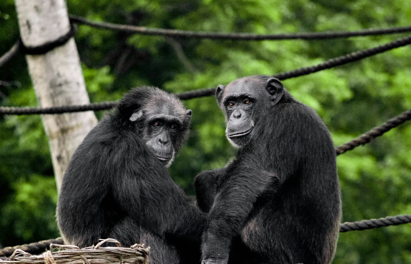 Two chimpanzees sitting together on a raised wooden platform beside climbing ropes at a forested chimpanzee sanctuary