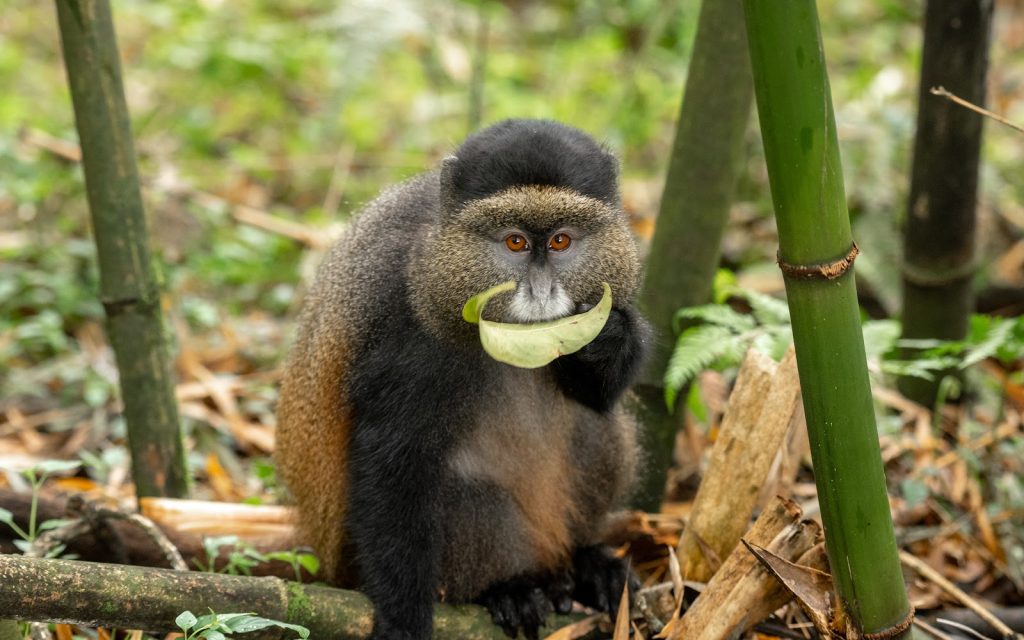 A blue monkey sitting in bamboo forest with a leaf held in its mouth
