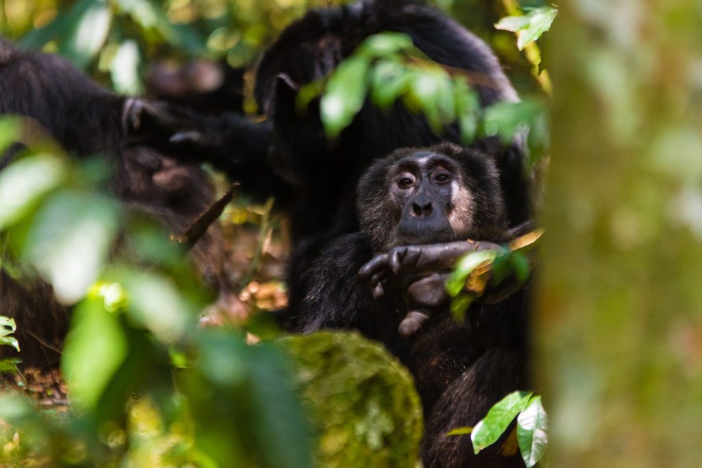 A chimpanzee peering through green leaves from behind a mossy log in Kibale Forest
