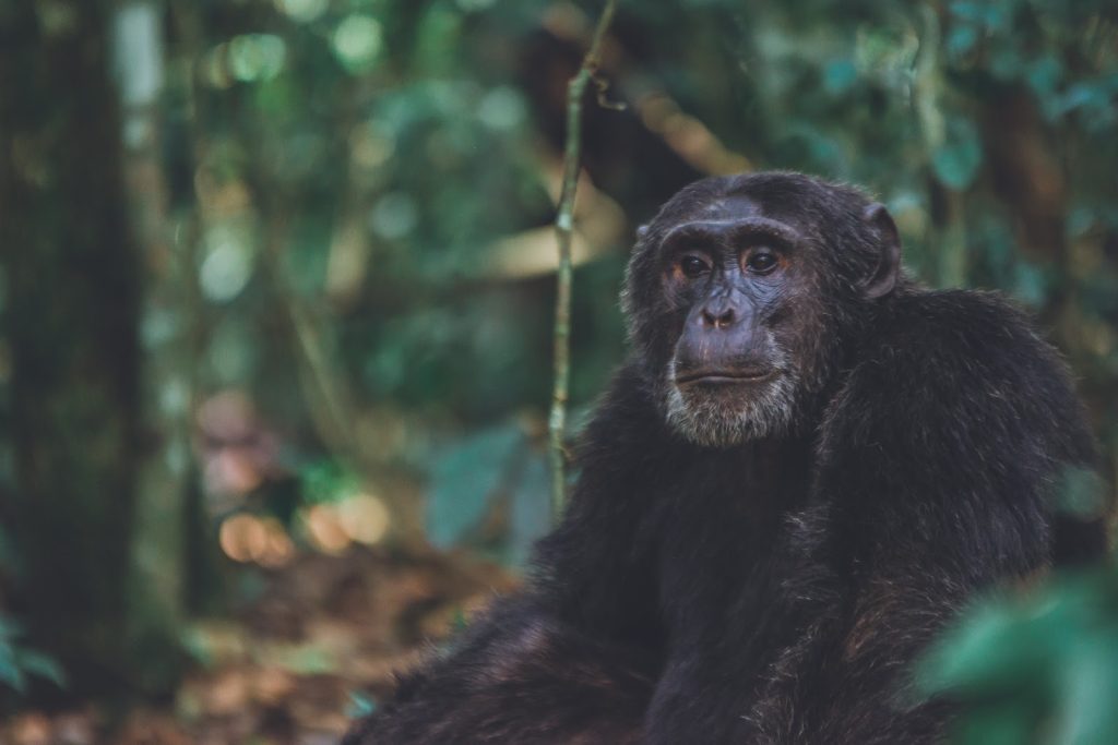 A chimpanzee seated among saplings in Kibale Forest, head turned towards the camera