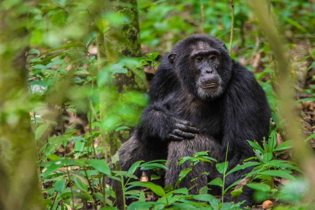 A chimpanzee sitting among green undergrowth with its arms folded across its chest
