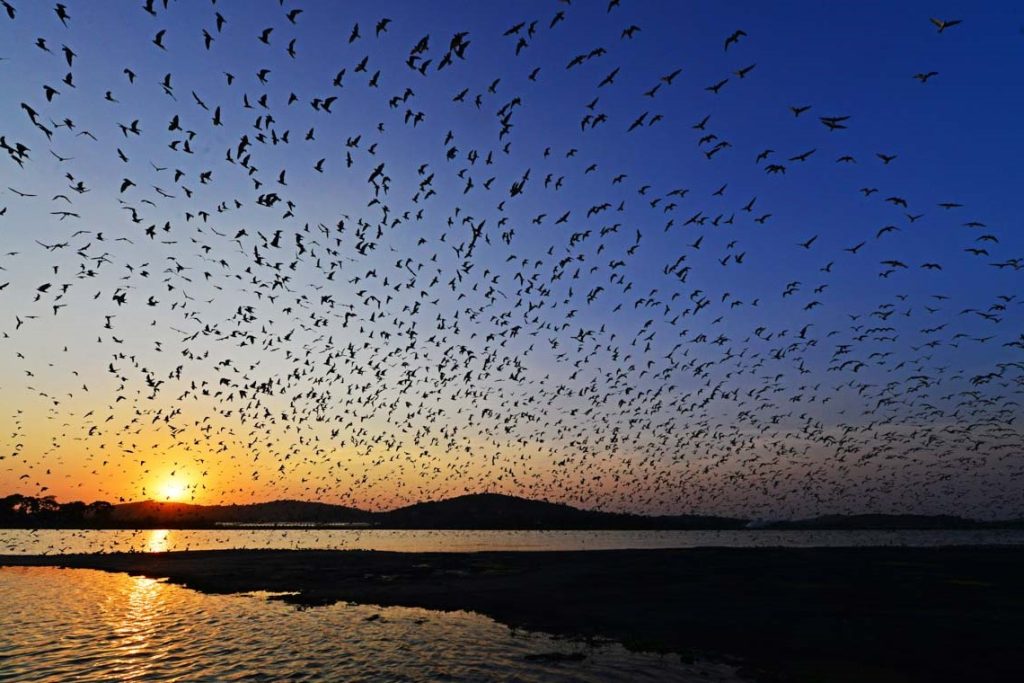 A dense flock of birds filling the sky above a lake at sunset