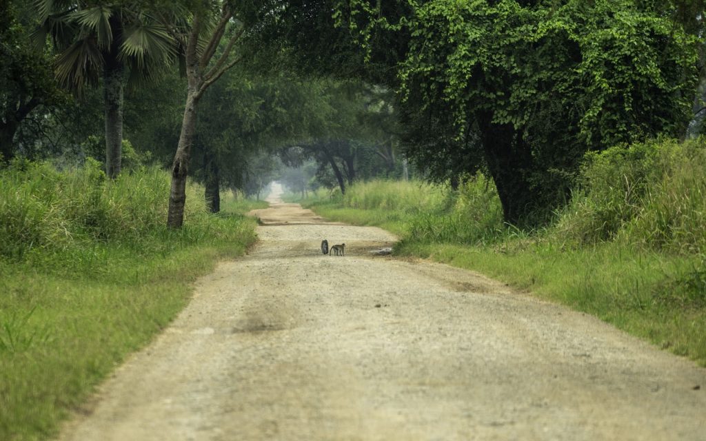 A dirt road running straight between tall green trees and grass in Semuliki National Park