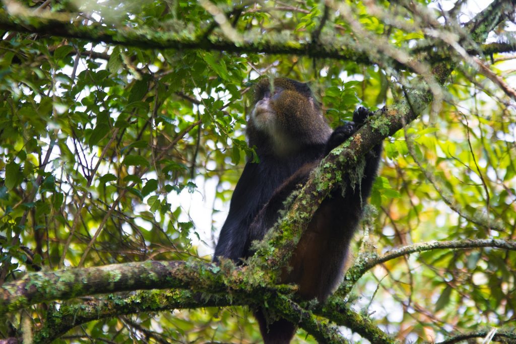A golden monkey sitting on a lichen-covered branch in a leafy forest canopy
