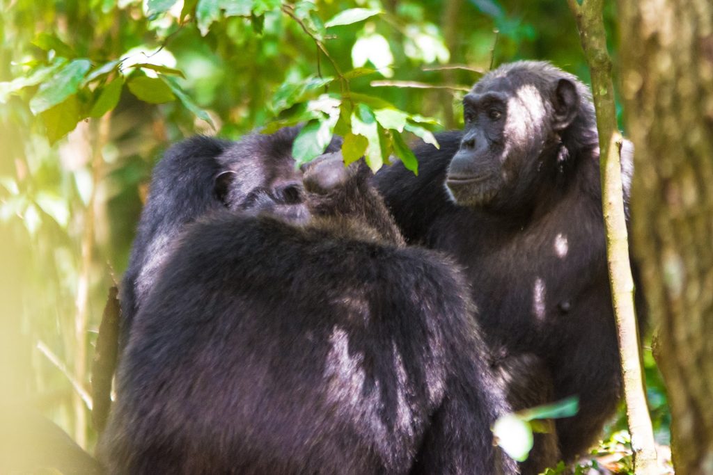 A group of chimpanzees grooming one another beside a tree trunk in Kibale Forest