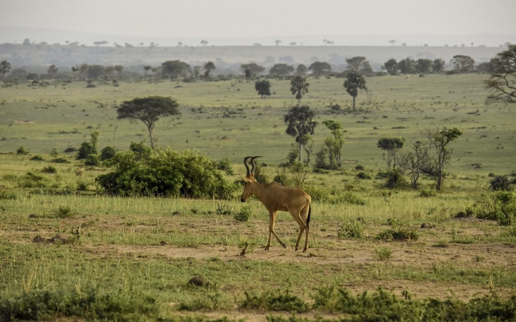 A hartebeest standing on a wide open plain dotted with palms and low bush, stretching to the horizon
