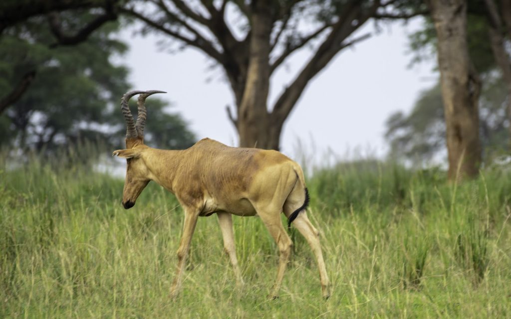 A hartebeest walking through long grass beneath spreading acacia trees