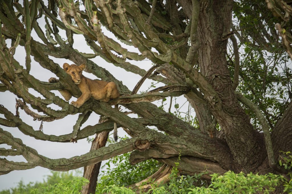 A lion cub lying along a thick branch high in a spreading tree