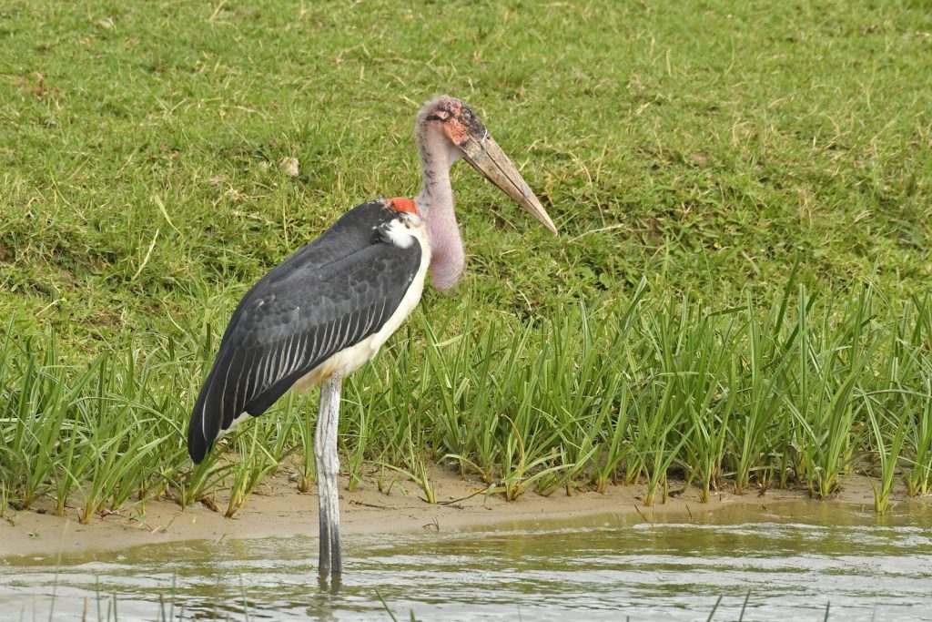 A marabou stork standing in shallow water at a grassy lake edge