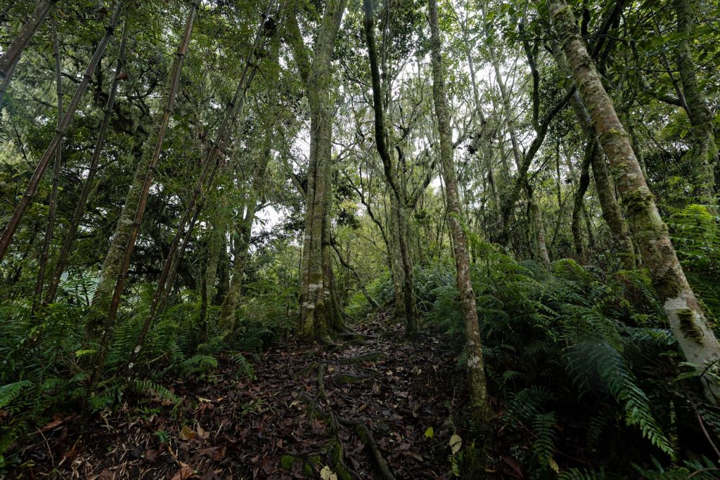 A misty montane forest of slender trees and tree ferns on a mountain trail